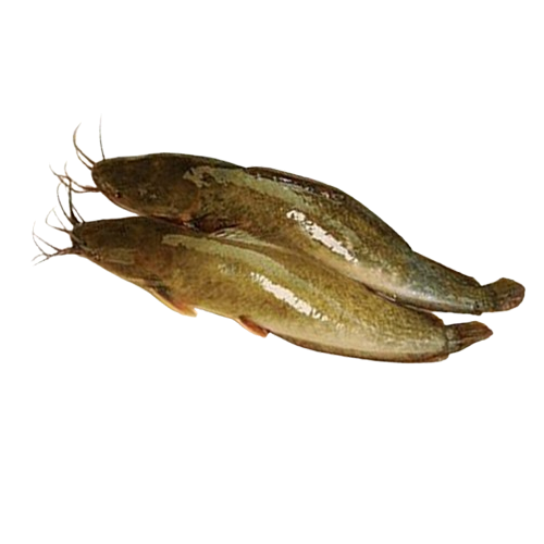 Cá trê vàng sống Size 400 - 600 gr/con