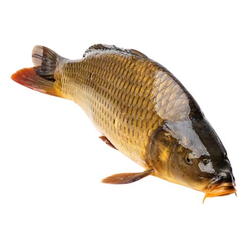 Cá Chép Sống 1 – 1,5Kg/Con