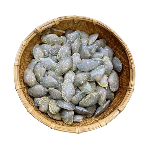 Ngao hoa (sò lụa) sống Size 30 - 40 con/kg
