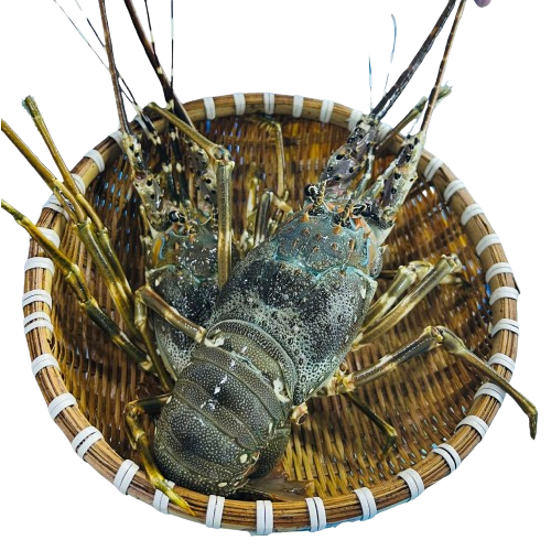 Tôm hùm tre đông lạnh