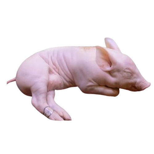 Heo Sữa Size 2kg - 3kg