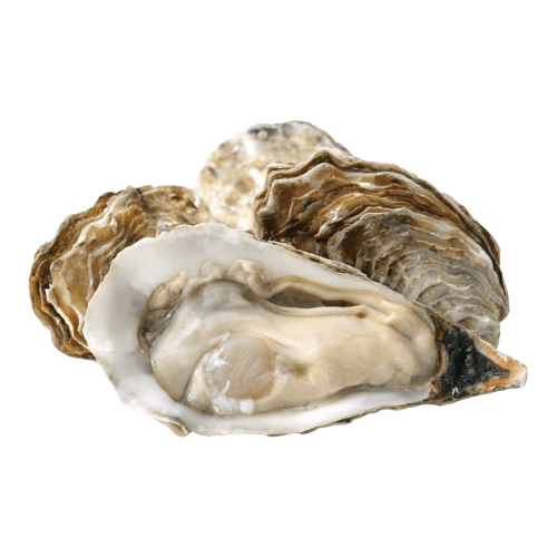 Hàu Sữa (Hào Sữa) Sống 10–12 Con/Kg