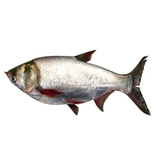 Cá Mè Sống Size 2–2,5kg/Con