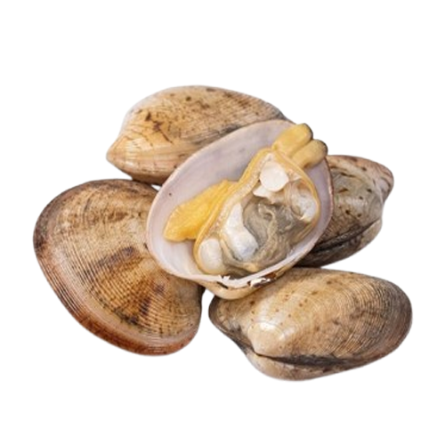 Ngao Hai Cồi Size 10–15 Con/Kg