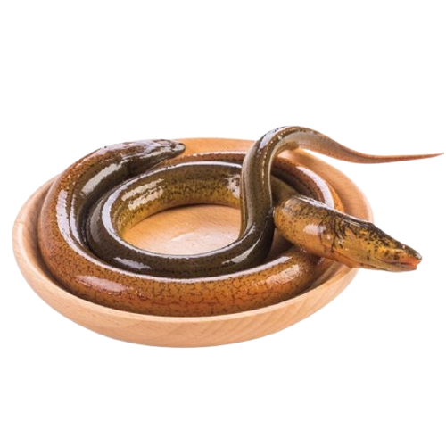 Lươn Sống VietGAP 300–500gr