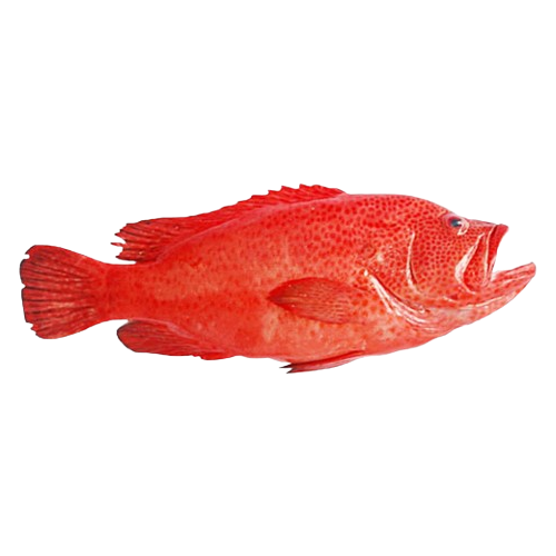 Cá Mú Đỏ Tươi 1,4–1,6Kg