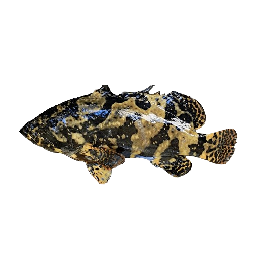 Cá Mú Bông (Mú Đen)