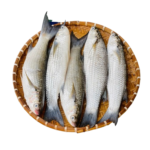 Cá Đối Tươi Sống Size 0,8–1 Kg/Con