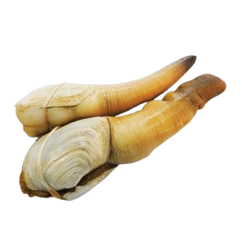 Tu Hài Sống Size 10–15 Con/Kg