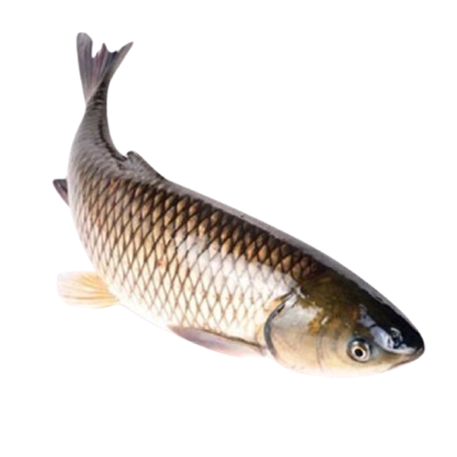 Cá Trắm Đen Sống Size 4–5 Kg/Con