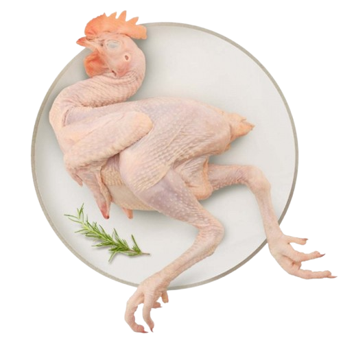 Gà Ta Leo Cây Sống Size 1 – 1,5 Kg