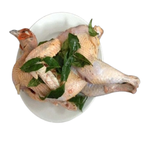 Chim Trĩ Xanh Sống 0,8 – 1,2Kg/Con