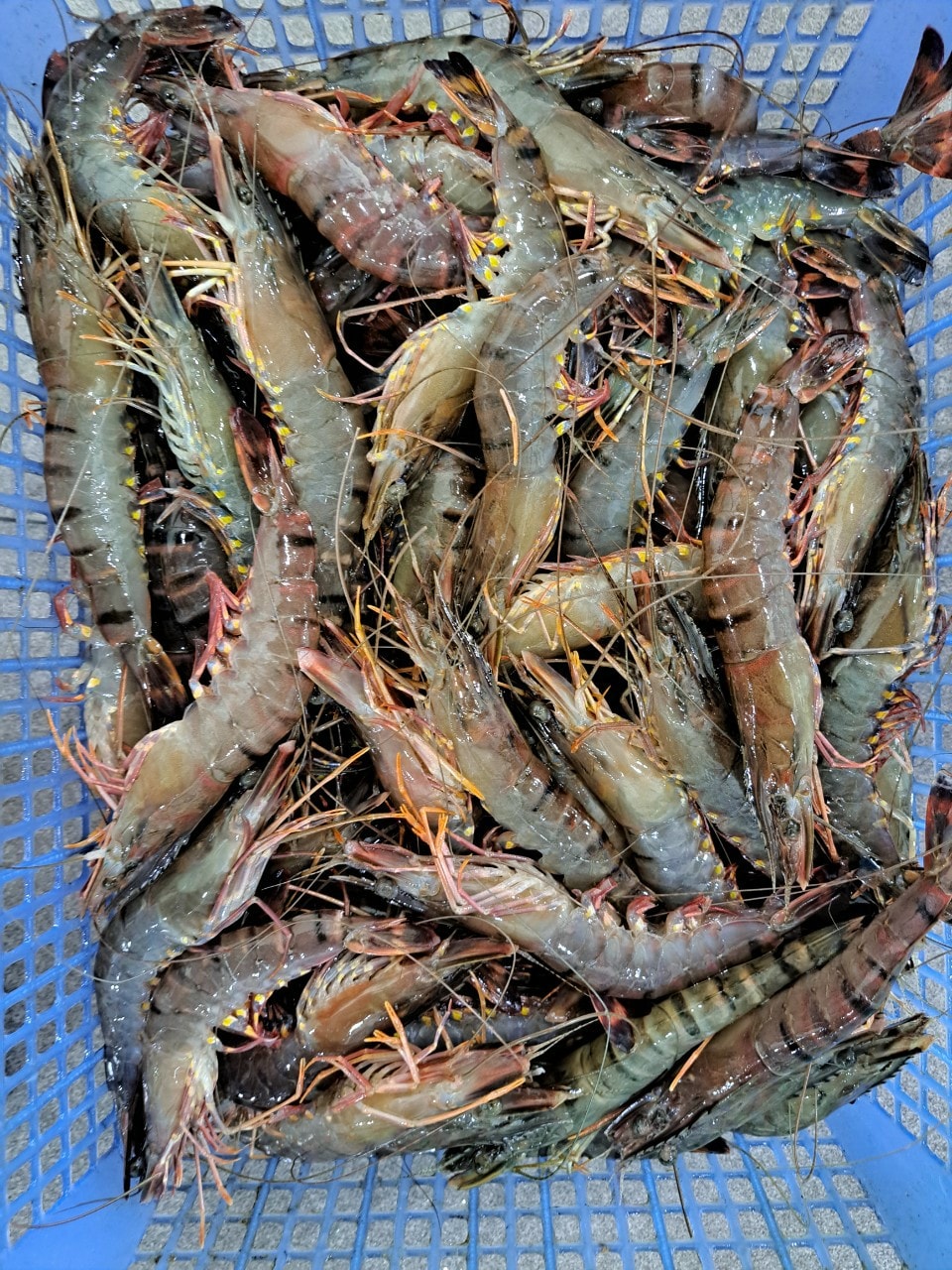 tôm sú sống nuôi an toàn size 50-60 con/kg