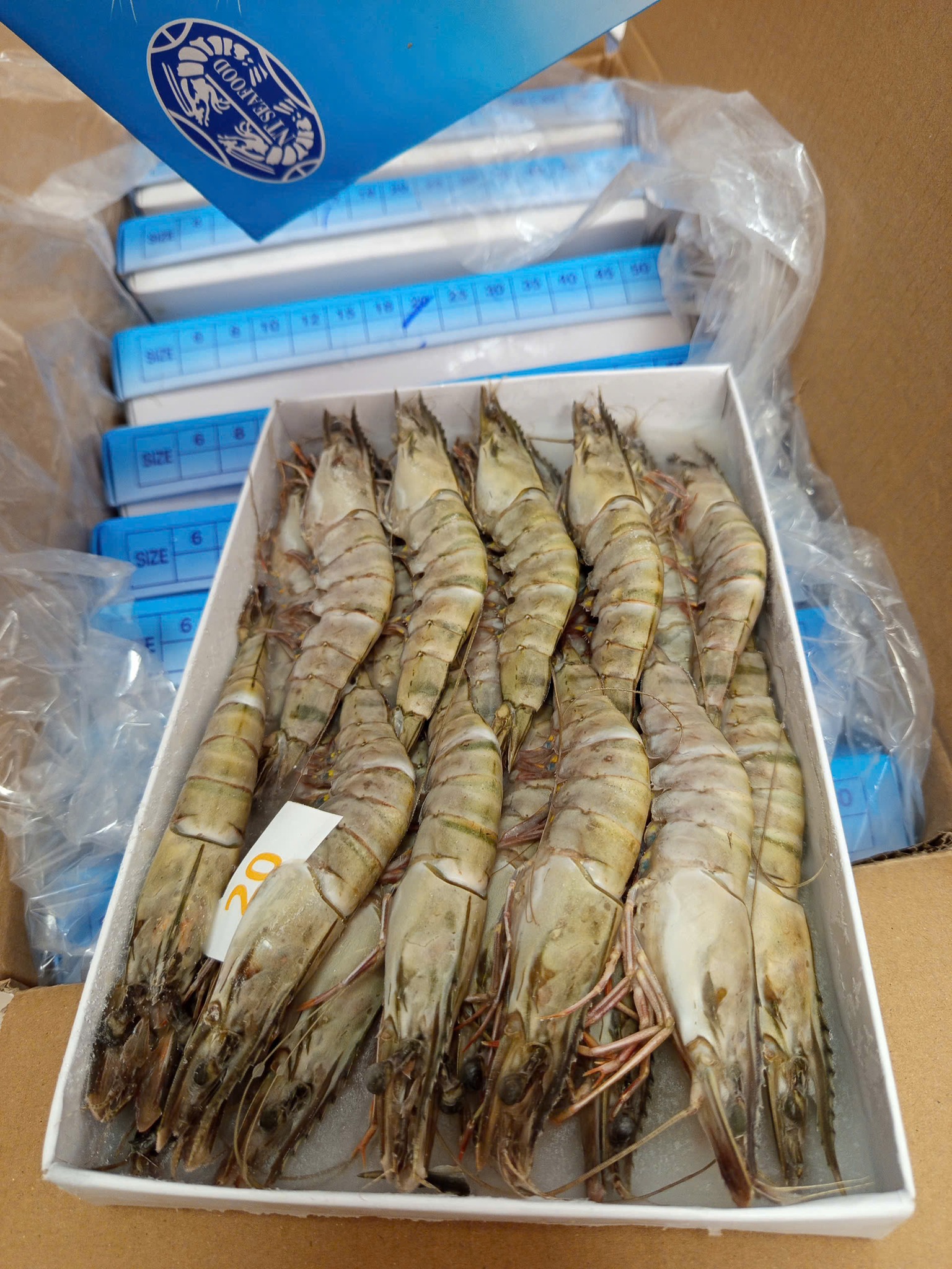 tôm sú thiên nhiên nguyên con đông lạnh size 15-20 con/kg