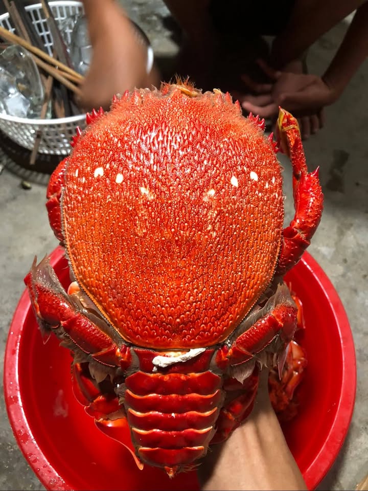 cua huỳnh đế đông lạnh size 700-900gr