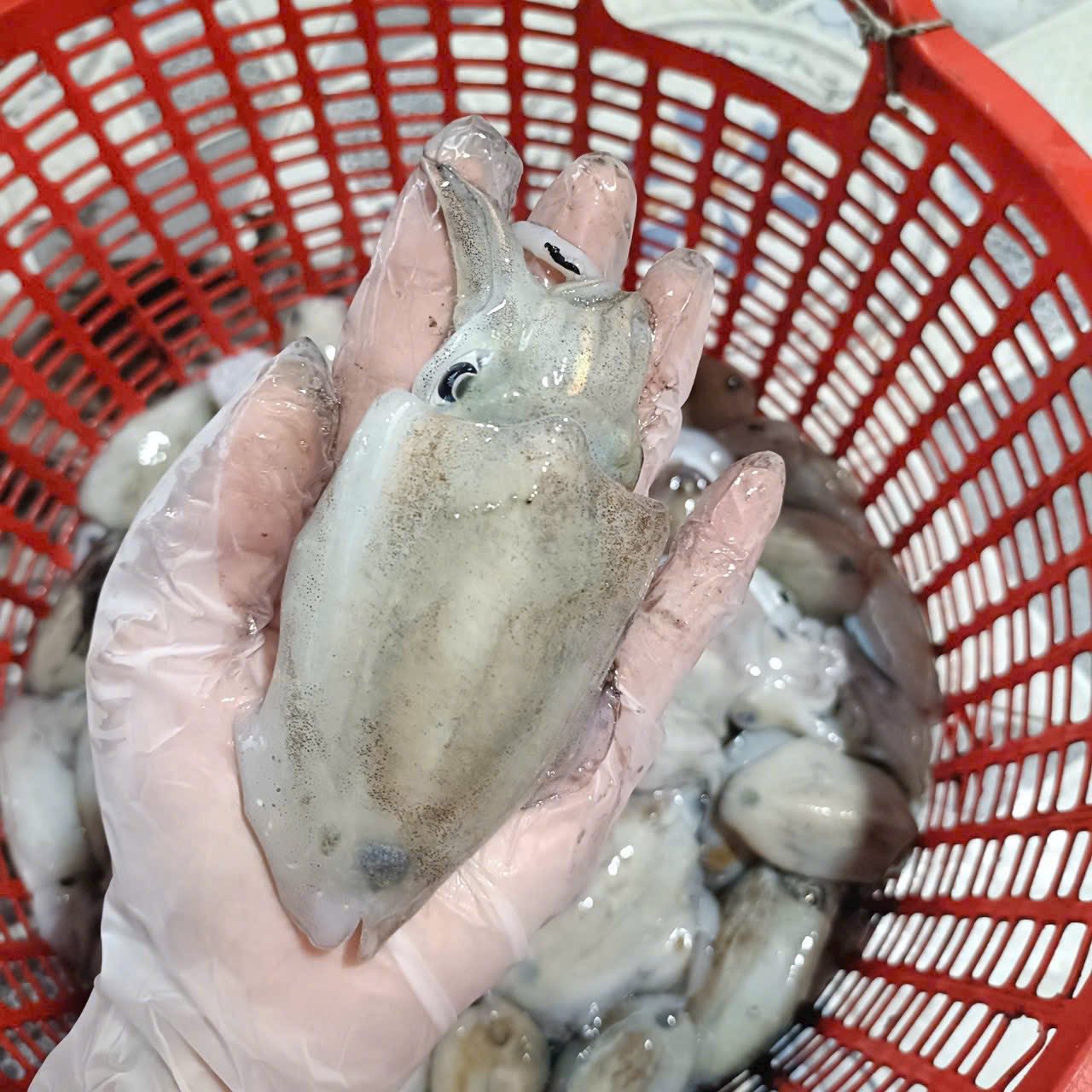 mực nang tươi size 8-10 con/kg