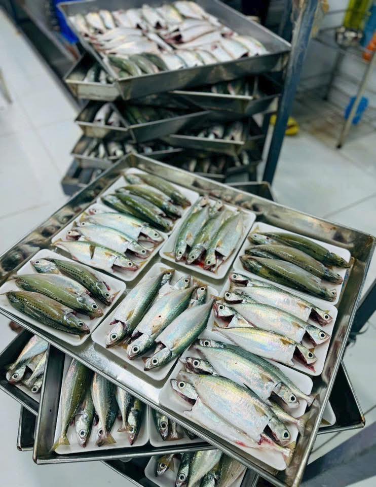 cá nục đã làm sạch size 4-6 con/kg