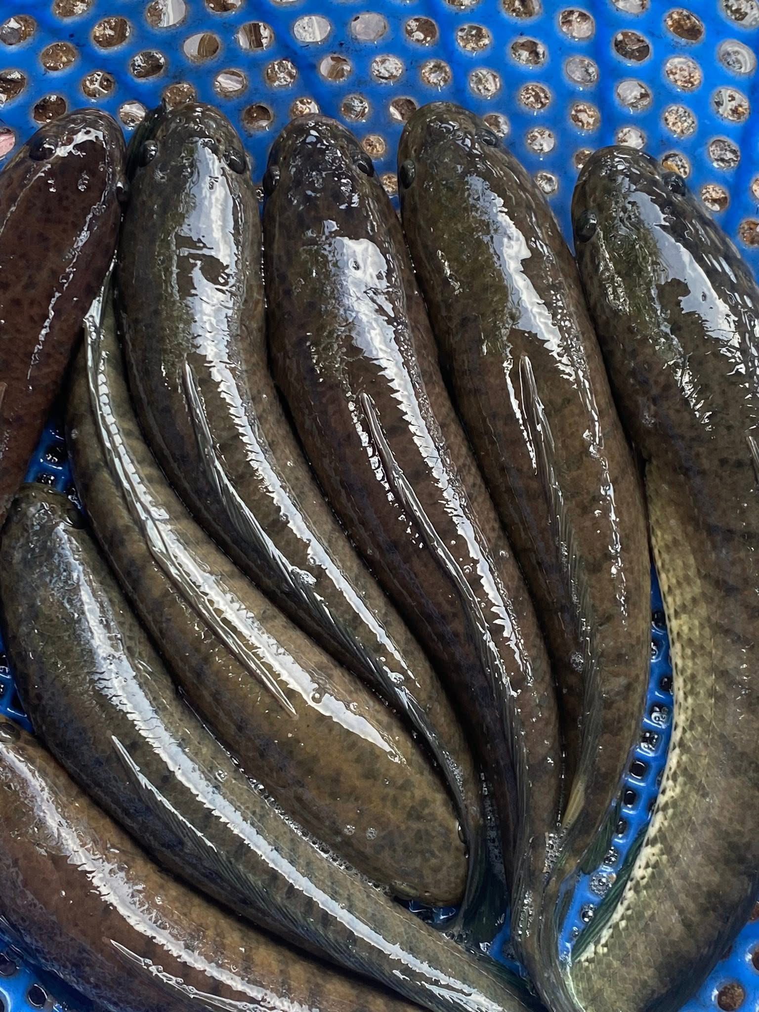 cá lóc đồng tươi sống size 0,5-1 kg/con