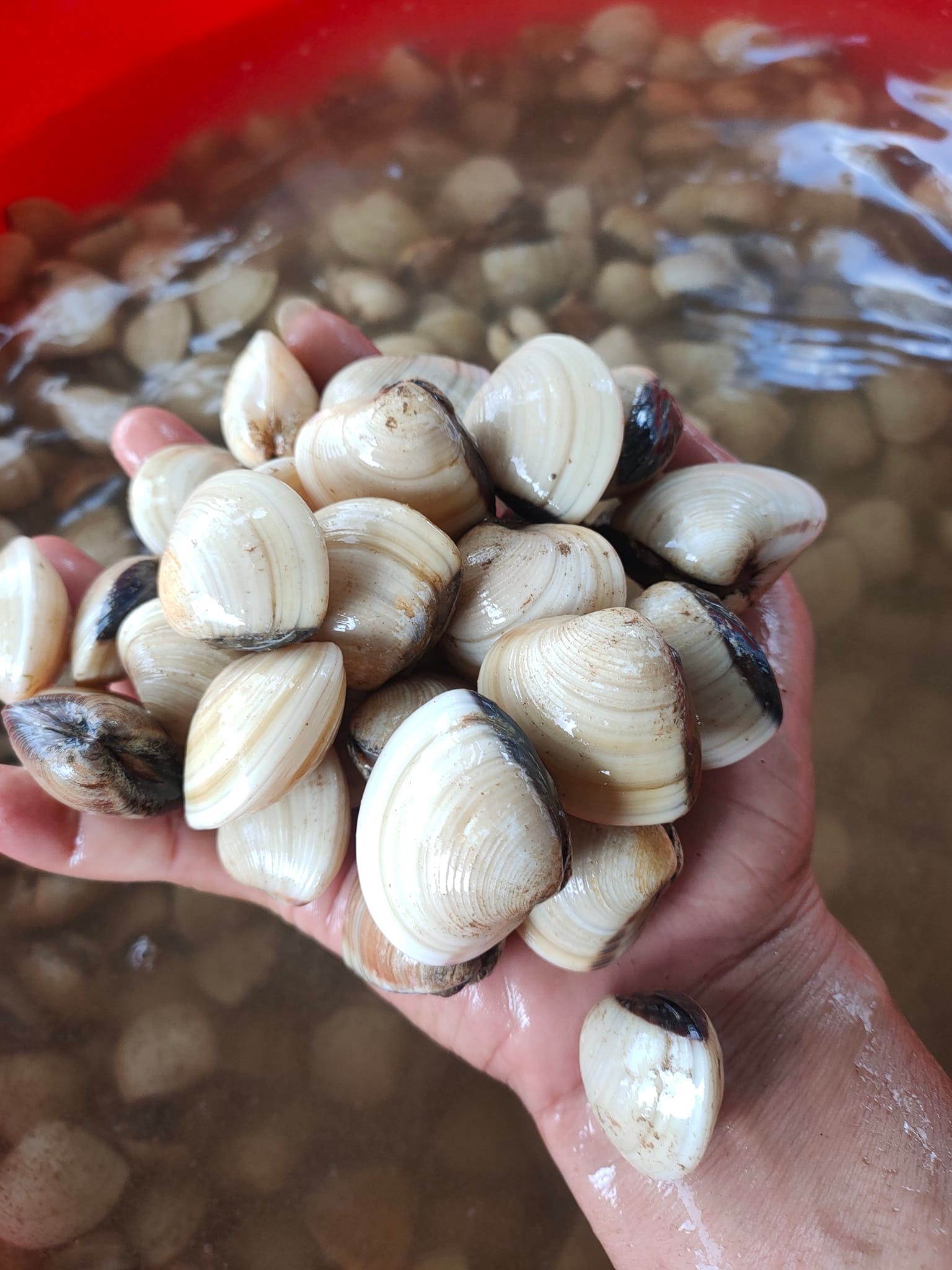 nghêu biển thiên nhiên sống size 10-15 con/kg