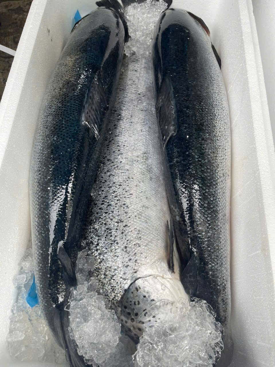 cá hồi tươi nguyên con nhập khẩu size 5-6 kg/con