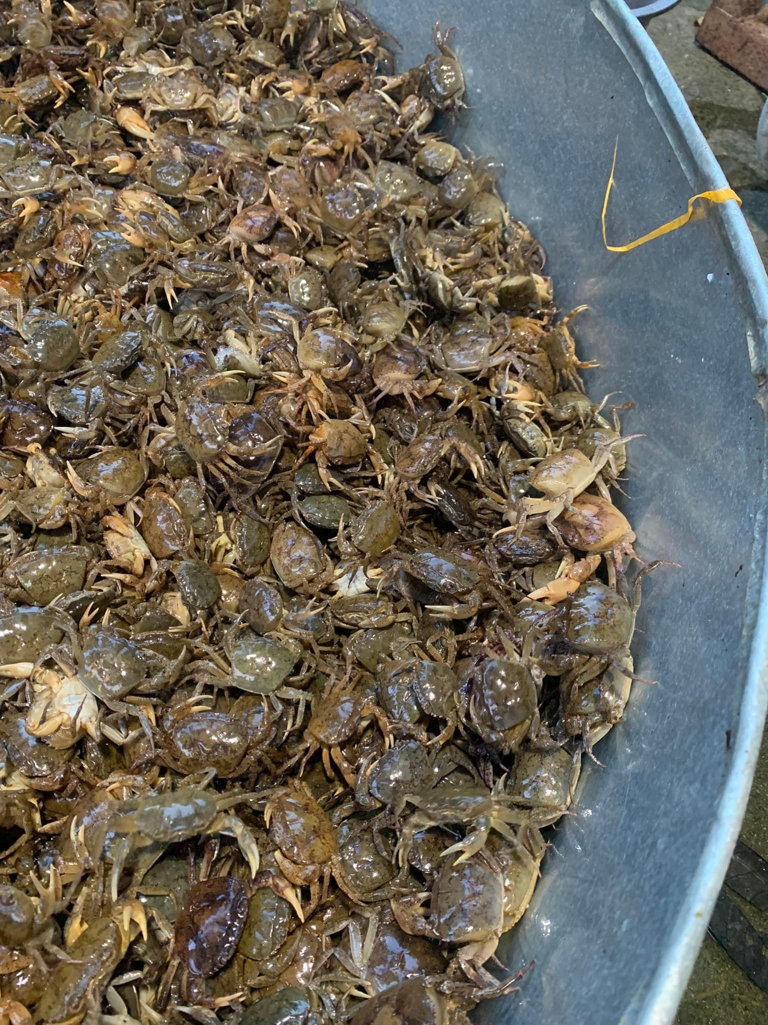 cua đồng sống thiên nhiên