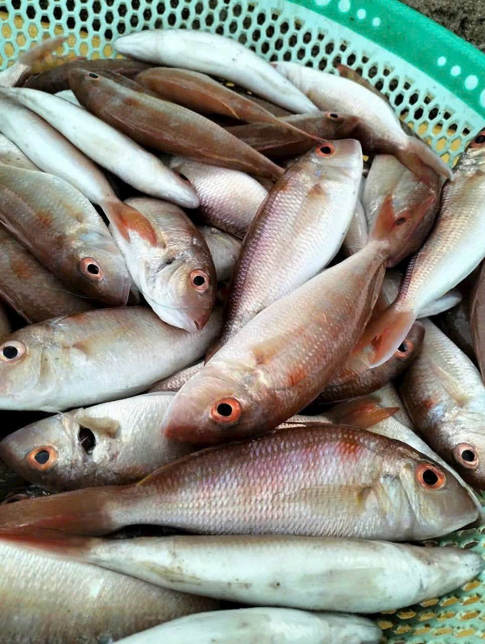 cá bạc má biển tươi giao sỉ