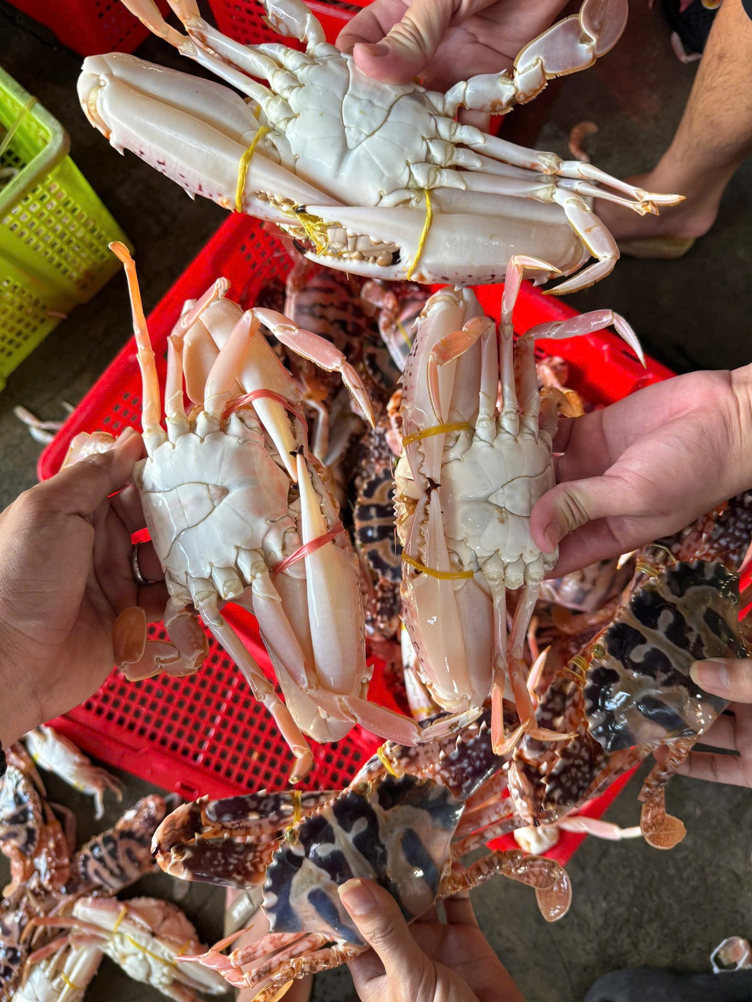 ghẹ đỏ đông lạnh size 4-5 con/kg