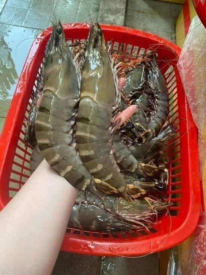 cung cấp tôm sú sống giá sỉ tại tphcm