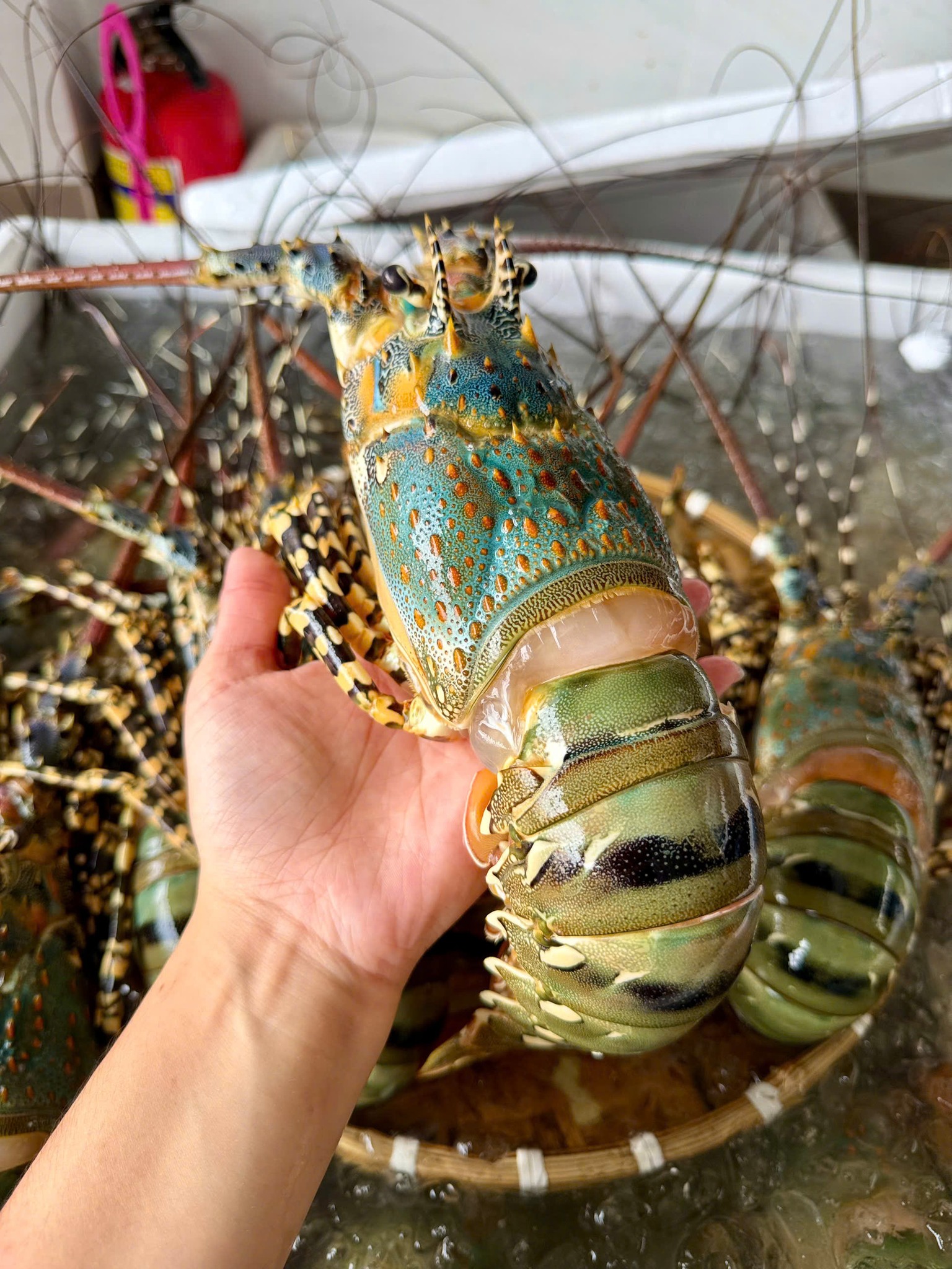 tôm hùm xanh nha trang sống