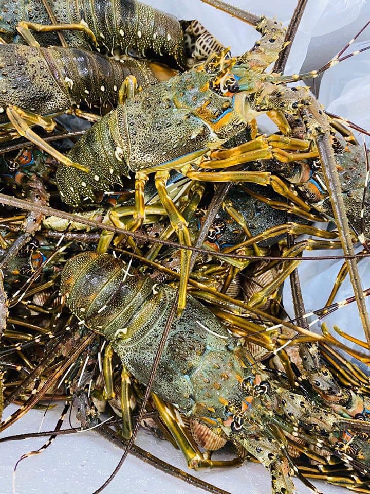 tôm hùm xanh sống tại vifood