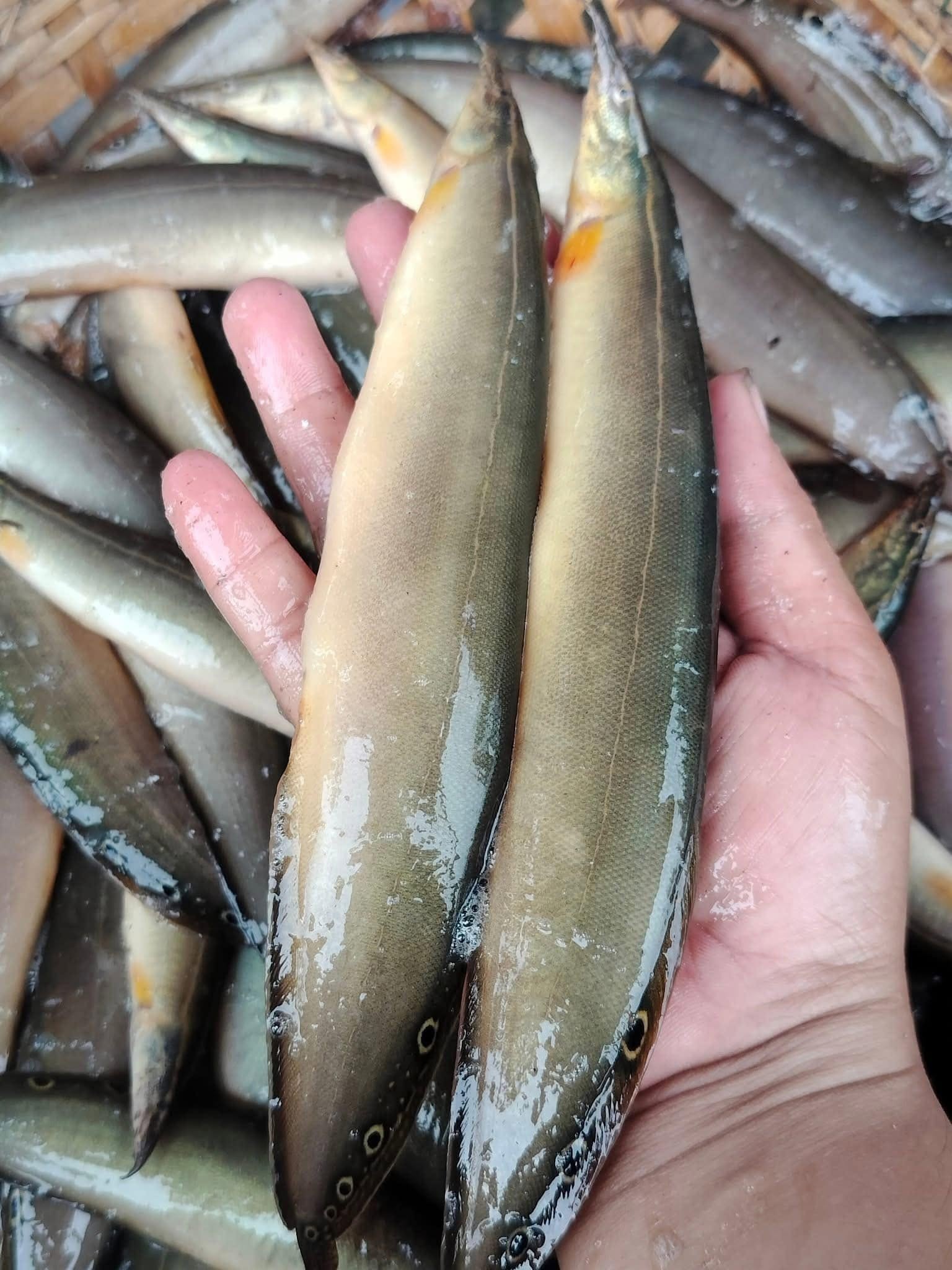 cá chạch quế chạch sụn sống size 8-10 con kg tại vifood