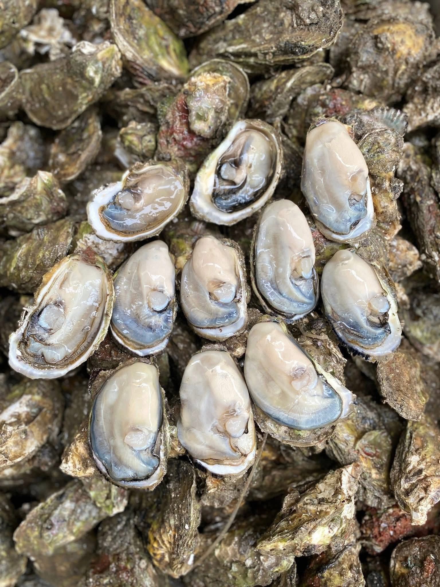 hàu sữa hào sữa sống nuôi an toàn size 10-12 con kg vifood