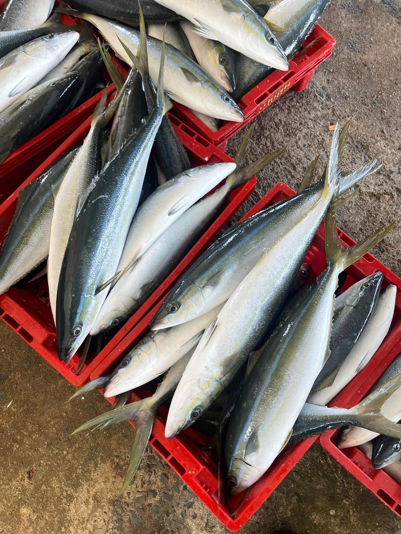 cá cam tươi sống 0,5-1kg giá sỉ vifood