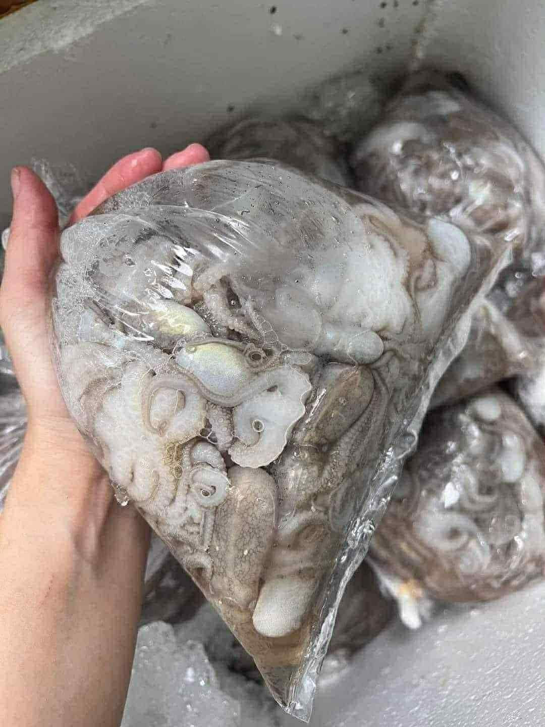 bạch tuộc tươi sống 3-4 con kg giá sỉ vifood