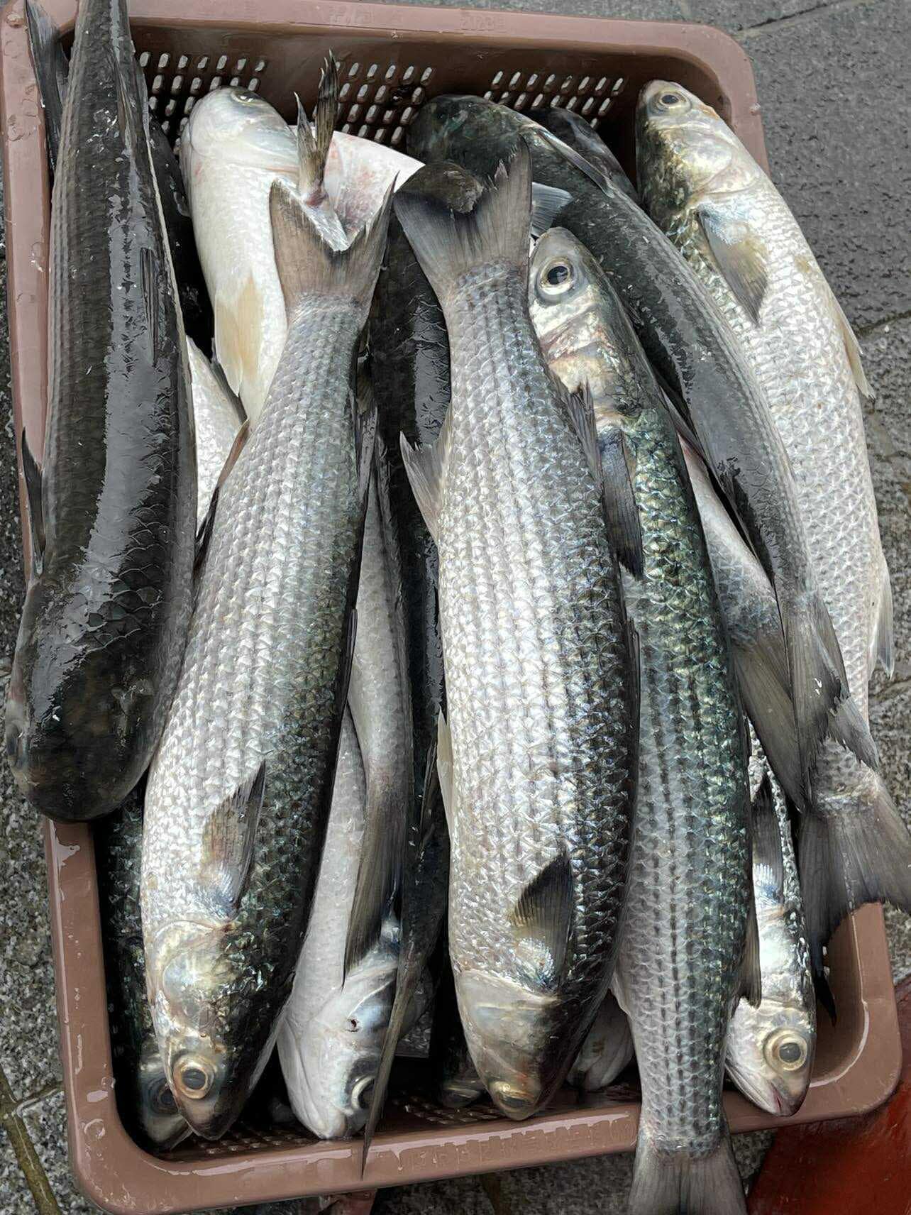 cá đối biển thịt chắc tươi ngon