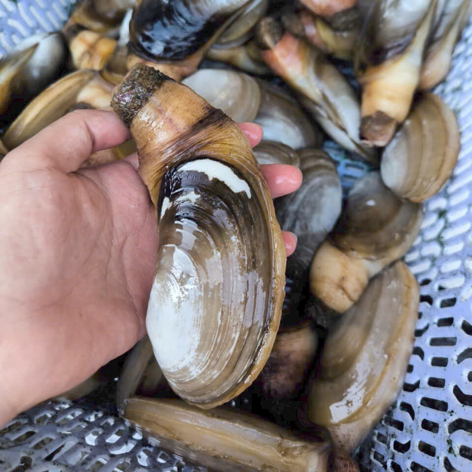 tu hài sống thiên nhiên size 10-15 con kg