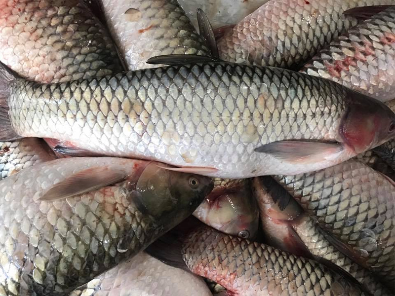 cá trắm đen sống khỏe thịt dai