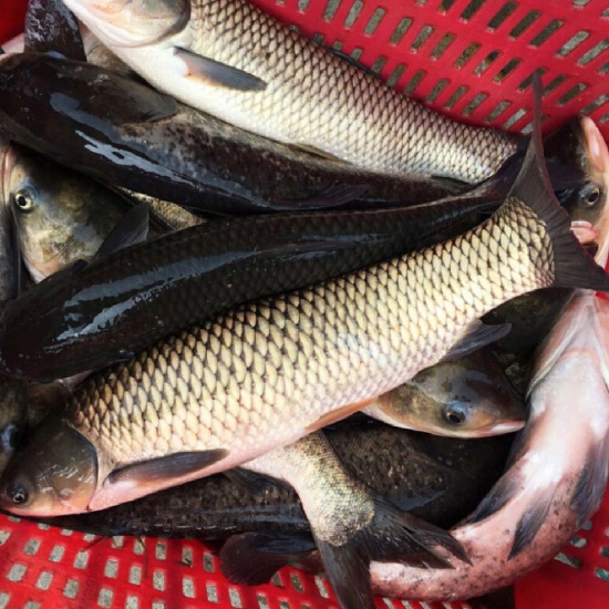 cá trắm đen giao sỉ vifood