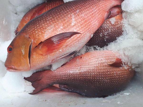 cá hồng biển giao sỉ vifood