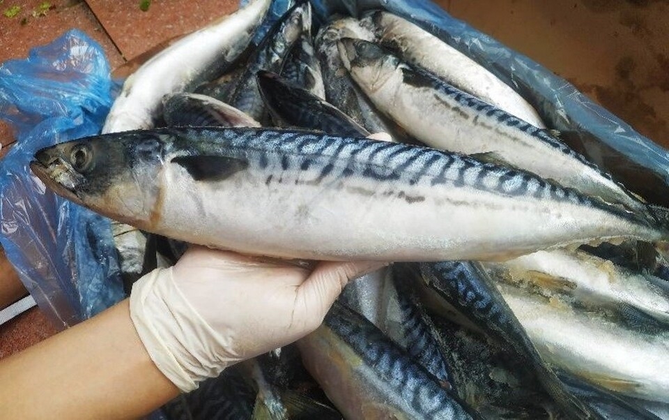 cá saba đông lạnh loại 1 size 600-800gr