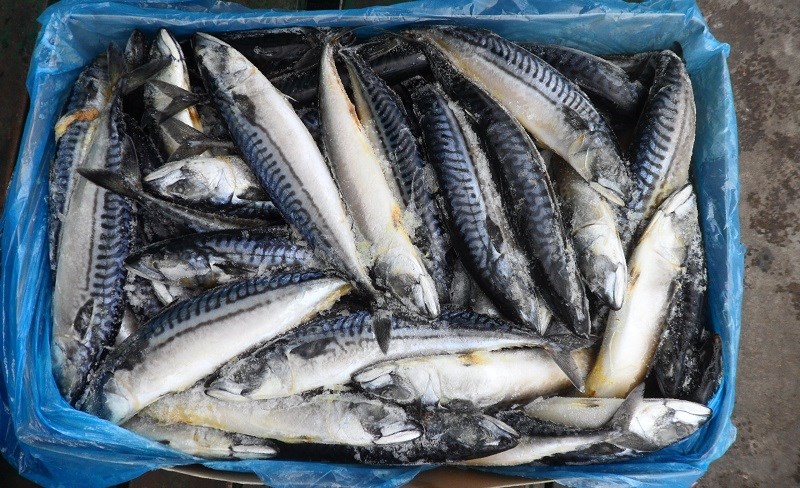 cá saba đông lạnh thịt béo