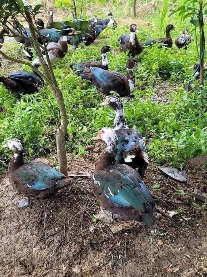 vịt xiêm tươi sống