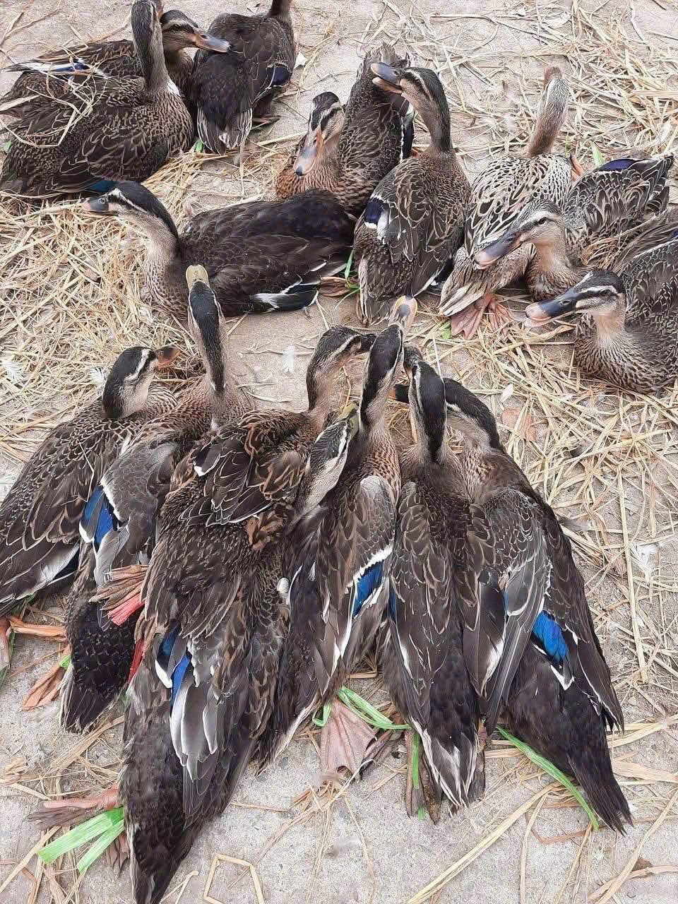 vịt trời làm sạch