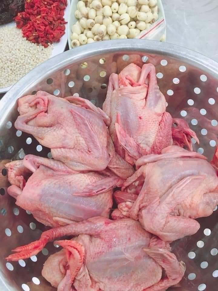 chim bồ câu ta loại 1