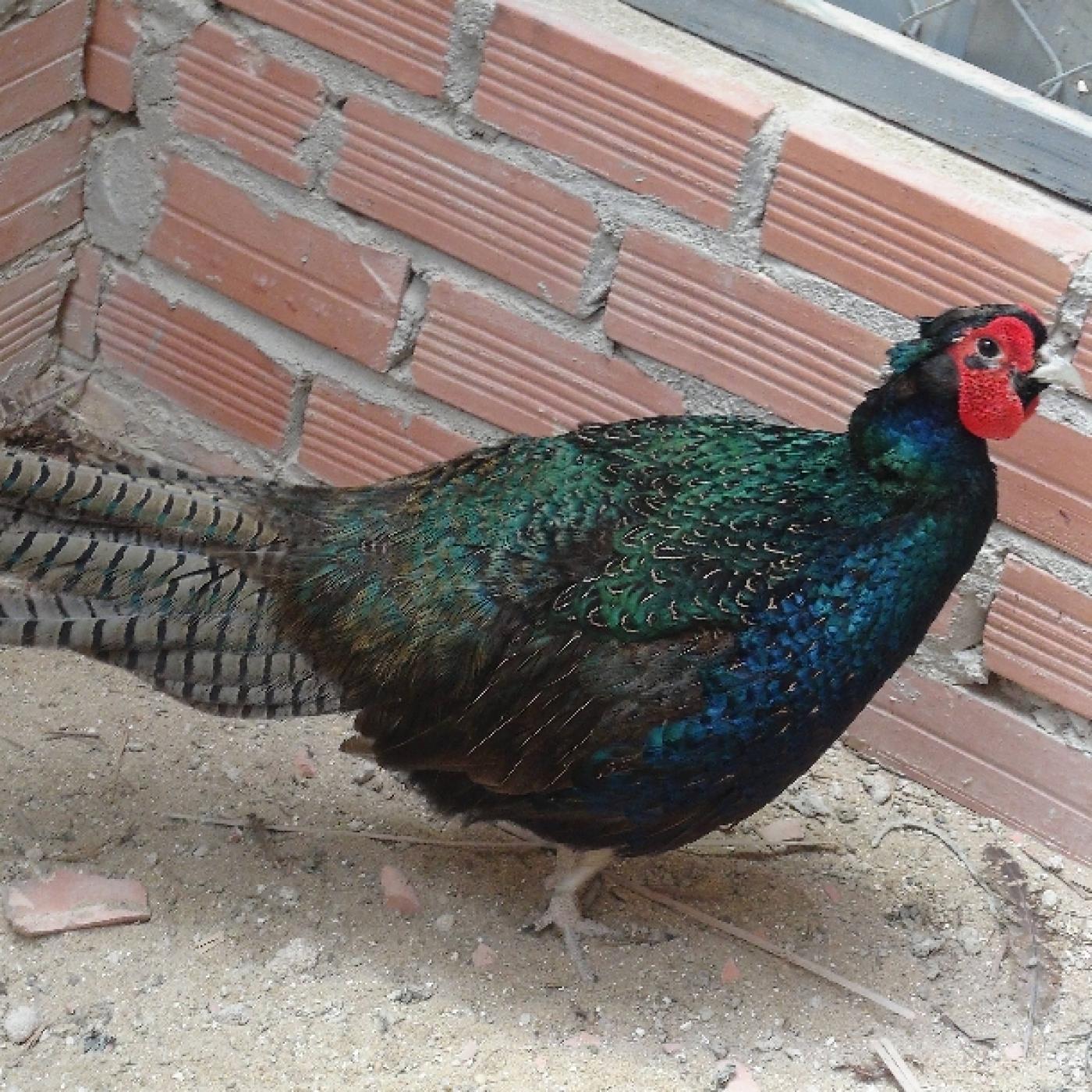 chim trĩ xanh giao sỉ vifood