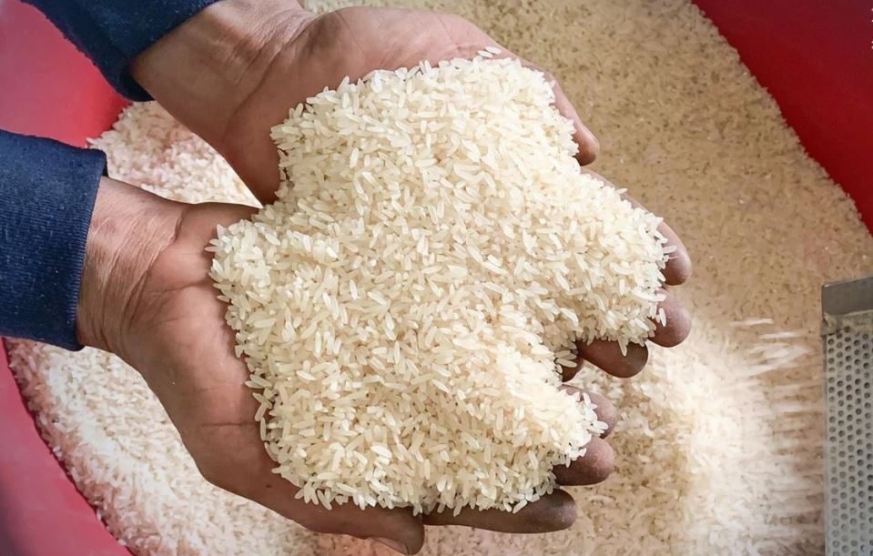 bao gạo tài nguyên thơm giá sỉ