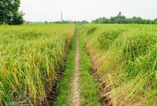 bao gạo tài nguyên chợ đào giá sỉ