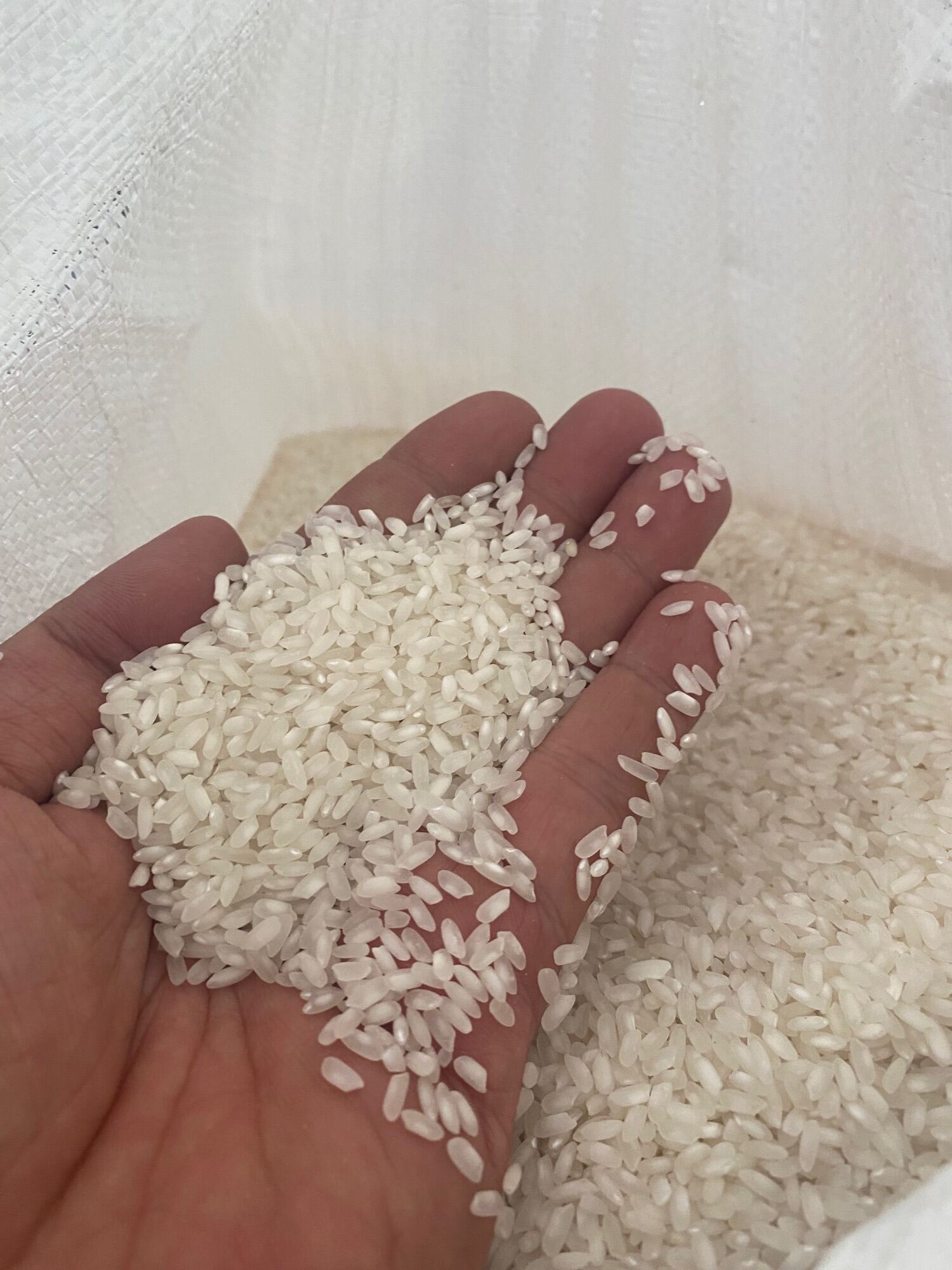 gạo sa mơ hạt nhỏ giá sỉ