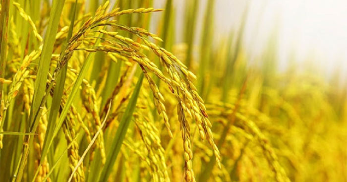 bao gạo sa mơ hạt nhỏ