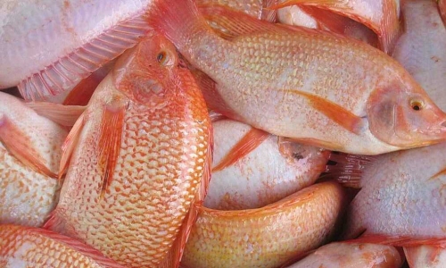 cá diêu hồng tươi sống